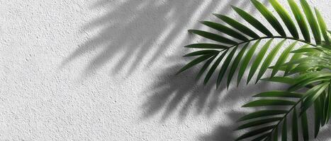 Light and shadow leaves palm leaf on grunge white wall concrete for wallpaper backdrop and copy space photo