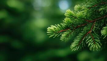 close up of a young fir branch and copy space photo