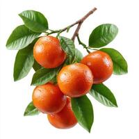 Bunch of orange with branch and leaves isolate on white background. photo