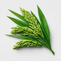 Close up Rice with leaf isolated on white background. photo