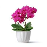 Pink orchid in a white flowerpot on white background photo