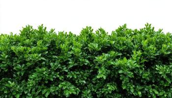 Flat green tree wall hedge isolated on white background for park or garden photo