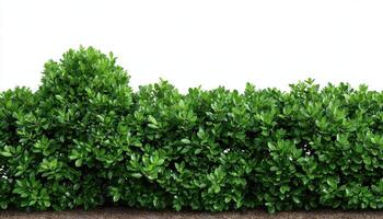 Flat fence green tree or wall hedge isolated on white background for park or garden photo