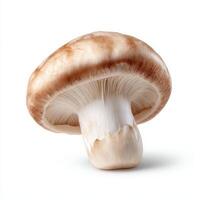 a mushroom isolated on white background Clipping path photo