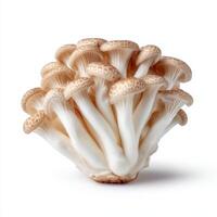 Shimeji mushroom isolated on white background, photo