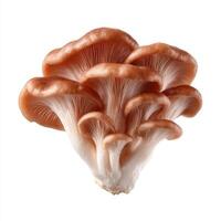 Brown mushroom isolated on white background Clipping path photo