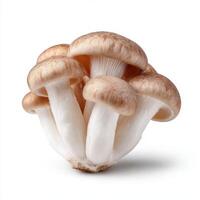 White beech mushroom isolated on white background photo