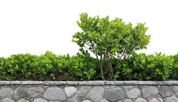 tree wall fence with stone or planter isolate on white photo