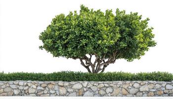 Green tree wall fence with stone or rock planter isolate on white photo
