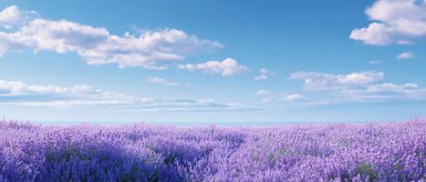 Lavender fields in soft morning light provence landscape photography peaceful environment wide-angled view photo