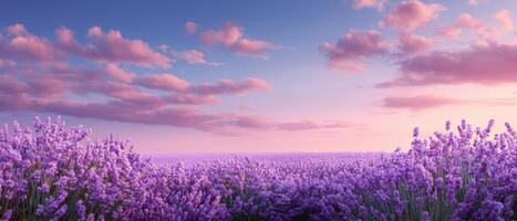 Morning serenity lavender field in soft light nature scene tranquil landscape aesthetic view photo