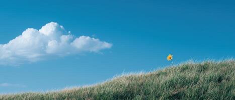 Wildflower on grassy hilltop under blue sky nature landscape photography tranquil environment photo