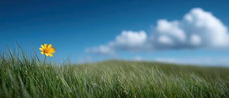 Wildflower blooming on grassy hilltop under blue sky nature photography scenic view photo