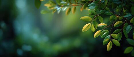 Soft sunlight filtering through forest leaves nature scene outdoor setting peaceful atmosphere photo