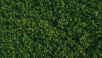 Topdown view of meadow grass with tiny yellow flowers nature aerial photography natural environment photo