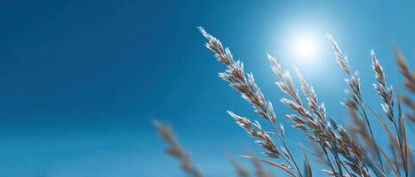 Sun flare over blurred tall grass nature scene bright environment tranquil viewpoint photo