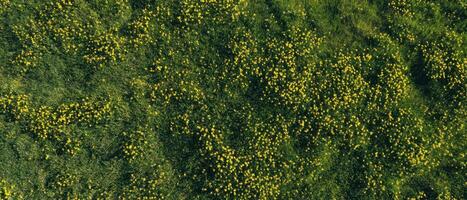 Topdown view of meadow grass with tiny yellow flowers nature scene aerial perspective photo