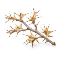 A branch with spiky leaves on it photo