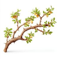 A branch with fruit on it and leaves photo