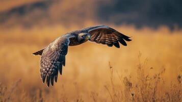 A hawk glides effortlessly over a field of golden grass, showcasing its impressive wingspan. photo