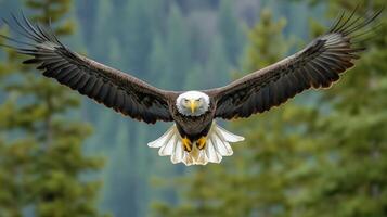 A bald eagle soars elegantly above green trees, displaying its majestic wingspan. photo