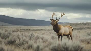 An elk grazes in a meadow as dark clouds gather, creating a dramatic scene. photo