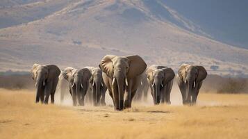 A herd of elephants walks steadily through a golden savanna, kicking up dust behind them. photo