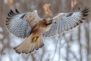 Majestic Hawk in Flight Over Winter Forest - Nature and Wildlife Photography for Print and Design photo