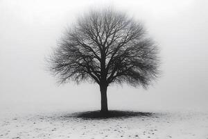 Solitary Tree in Winter Fog - Nature, Tranquility, Minimalism, Solitude, Scenic Landscape Photography photo