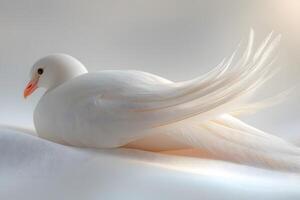 Graceful White Dove with Elegant Feathers on Soft Background for Serenity and Peace Concepts photo