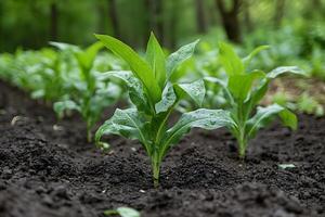 Vibrant Green Seedlings in Fertile Soil Spring Growth and Farming Concepts photo