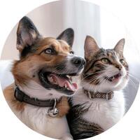A dog and cat sitting on a couch together photo