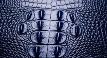 Close up of deep blue glossy crocodile skin texture with natural scales and pattern photo