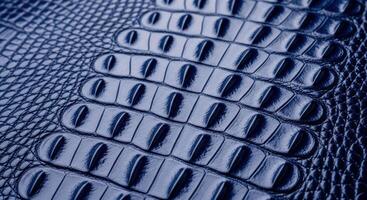 Deep blue glossy crocodile skin texture with detailed scales and exotic pattern photo
