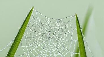 Delicate spiderweb covered in shimmering dew drops on green grass blades photo