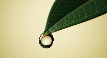 Close up of a vibrant green leaf with a perfectly spherical water drop on its tip photo