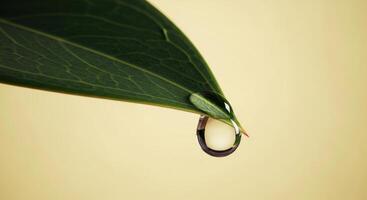 Close up of a vibrant green leaf with a perfect water droplet hanging from its tip photo