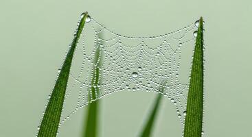 Delicate spiderweb with sparkling dew drops on green grass blades in morning light photo