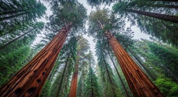 Looking up at the majestic giant sequoia trees reaching high into the forest canopy. photo
