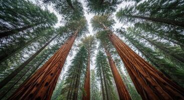 Towering giant redwood trees reaching towards the sky in a majestic forest photo