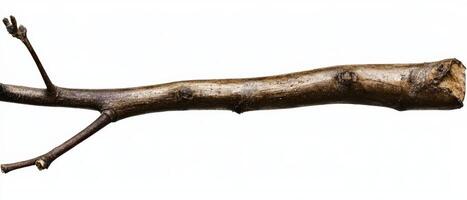 Dry twig with small branches against a white backdrop photo