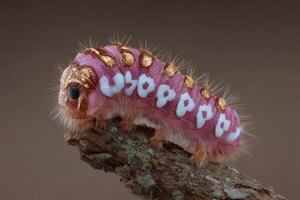 Euclea Delphinii caterpillar resting on a branch photo