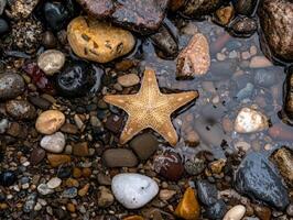Starfish resting among smooth rocks in shallow water photo