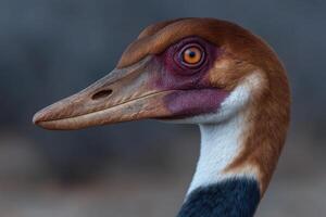 Striking portrait of a prehistoric feathered dinosaur head photo