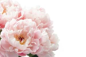 Close up view of delicate pale pink peony blossoms photo