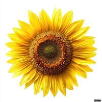 A detailed close up image shows a beautiful sunflower fully bloomed photo