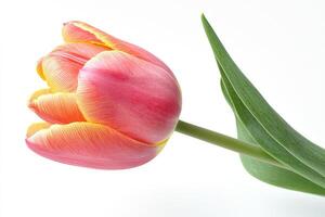 A single elegant tulip with its open petals displayed beautifully photo