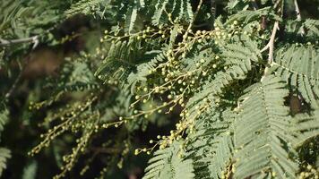 The flowers buds of Acacia mearnsii commonly known as Black Wattle is flowering plant endemic to south-eastern Australia, spreading shrub or erect tree that typically grows to a height of 10 metres. photo
