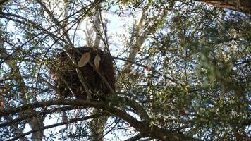 Wattlebird nest constructed significantly from twigs and small branches with a cup shape at Australia forest photo