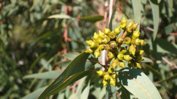 Eucalyptus curtisii Plunkett Mallee, It is endemic to Queensland, Australia, grows in dry sclerophyll forest, woodland and shrub land. photo